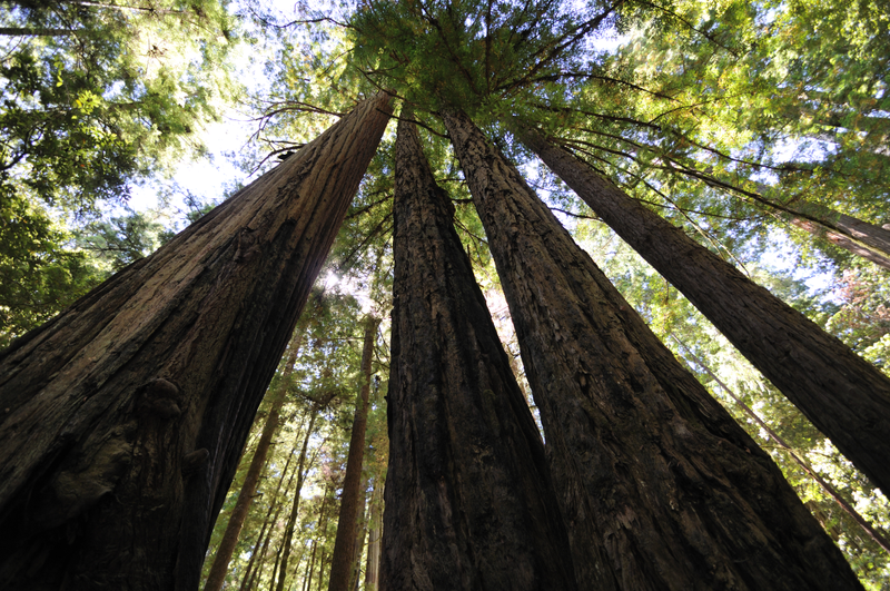 Some seriously tall trees.